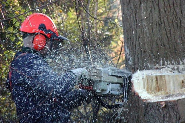 Forestry Worker